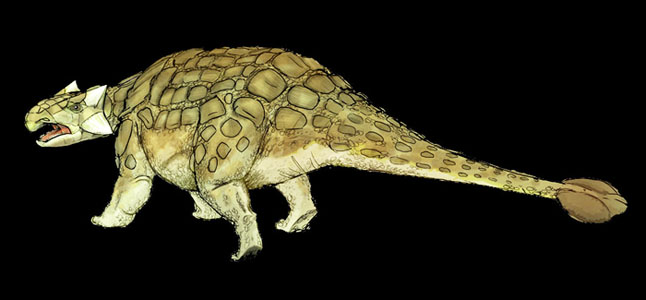 ankylosaurusmagniventris.jpg