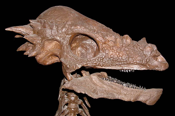 pachycephalosaurskull.jpg