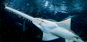 sawfish.jpg