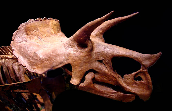 triceratops.jpg